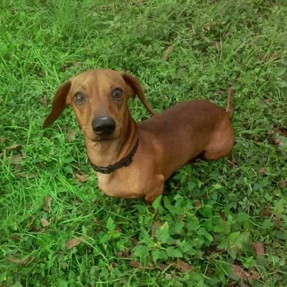 Meet your Posher, Alicia - Picture 1 of 1